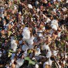 thumbnails/040-DSC_0770.JPG.small.jpeg