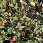 thumbnails/042-DSC_0773.JPG.small.jpeg