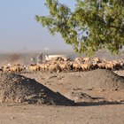 thumbnails/069-DSC_0823.JPG.small.jpeg