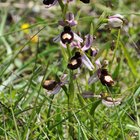 thumbnails/011-DSC_0043.JPG.small.jpeg