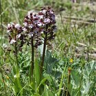 thumbnails/025-DSC_0076.JPG.small.jpeg