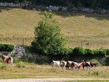 thumbnails/008-DSC_0083.JPG.small.jpeg