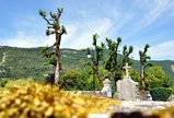 thumbnails/035-DSC_0175.JPG.small.jpeg