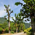 thumbnails/036-DSC_0178.JPG.small.jpeg