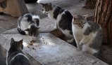 thumbnails/020-DSC_0194.JPG.small.jpeg