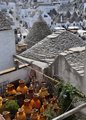 thumbnails/027-DSC_0320.JPG.small.jpeg