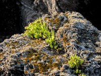 img29