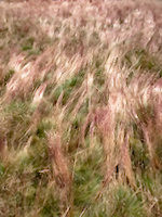 img7