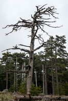 img71